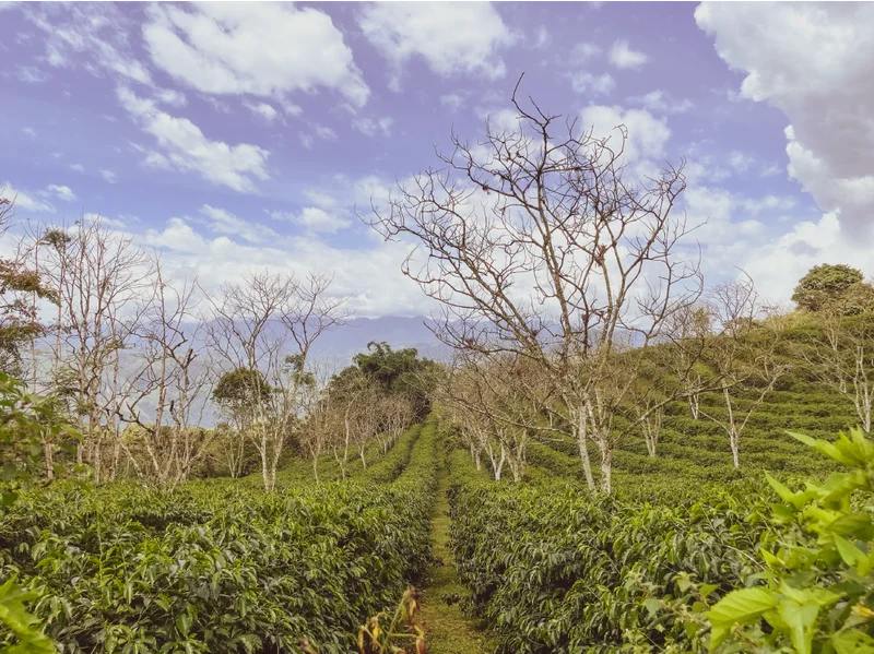 Neatly planted rows of coffee trees stretching across a hillside at producer Fausto Romo’s farm.