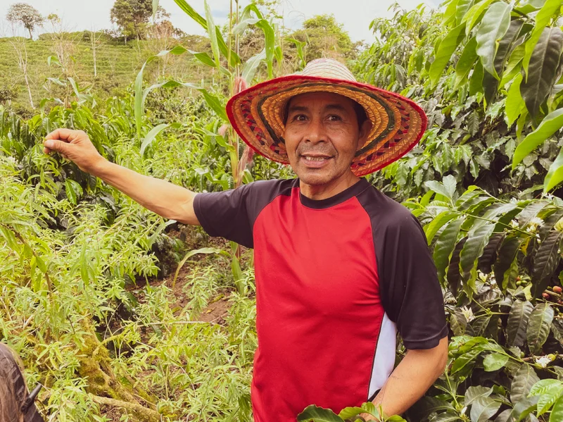 Coffee producer Fausto Romo stands among coffee plants on his farm, holding a lemon verbena plant.