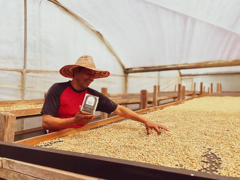 Coffee producer Fausto Romo checks coffee beans drying on raised beds at his farm.