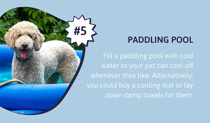 Paddling pool - Fill a paddling pool with cold water so your pet can cool off whenever they like. Alternatively, you could buy a cooling mat or lay down damp towels for them.