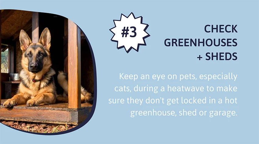 Check greenhouses + sheds - Keep an eye on pets, especially cats, during a heatwave to make sure they don't get locked in a hot greenhouse, shed or garage.