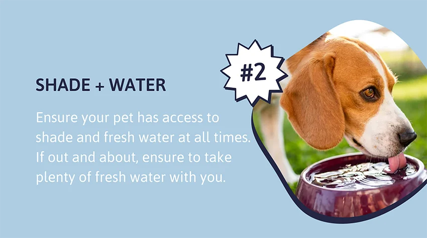 Shade + Water - Ensure your pet has access to shade and fresh water at all times. If out and about, ensure to take plenty of fresh water with you
