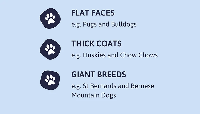 1. Flat-faces e.g Pugs and Bulldogs 2. Thick coats e.g Huskies and Chow Chows 3. Giant breeds e.g St Bernards and Bernese Mountain Dogs