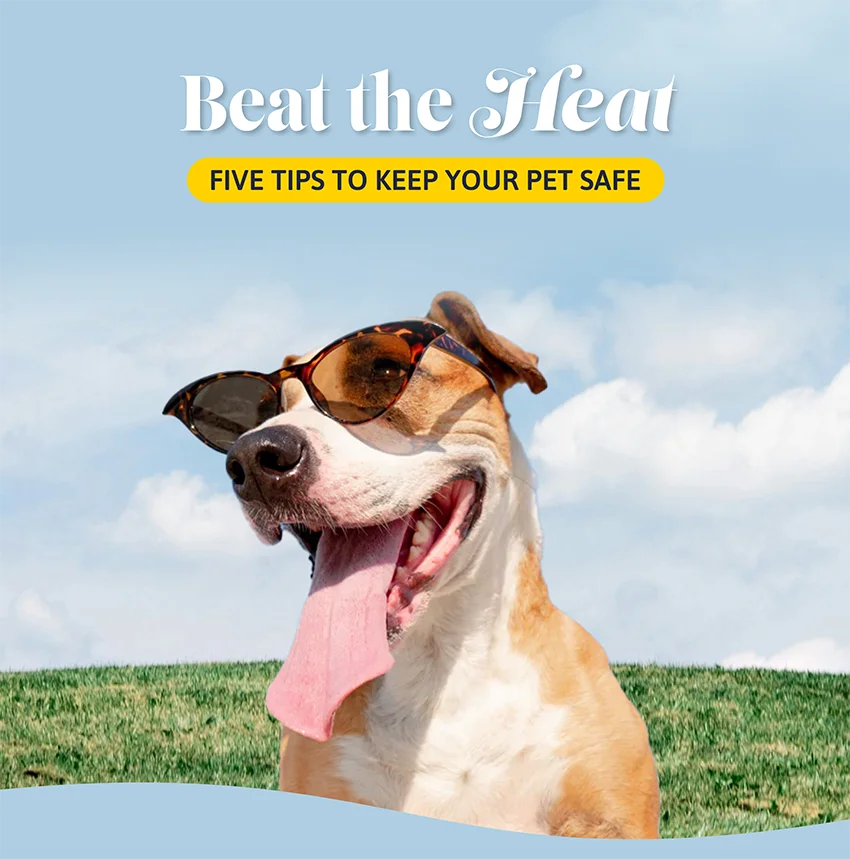 Beat the heat: Five tips to keep your pets safe