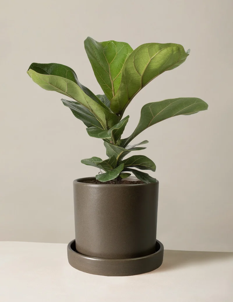 Image of Fiddle Leaf Fig