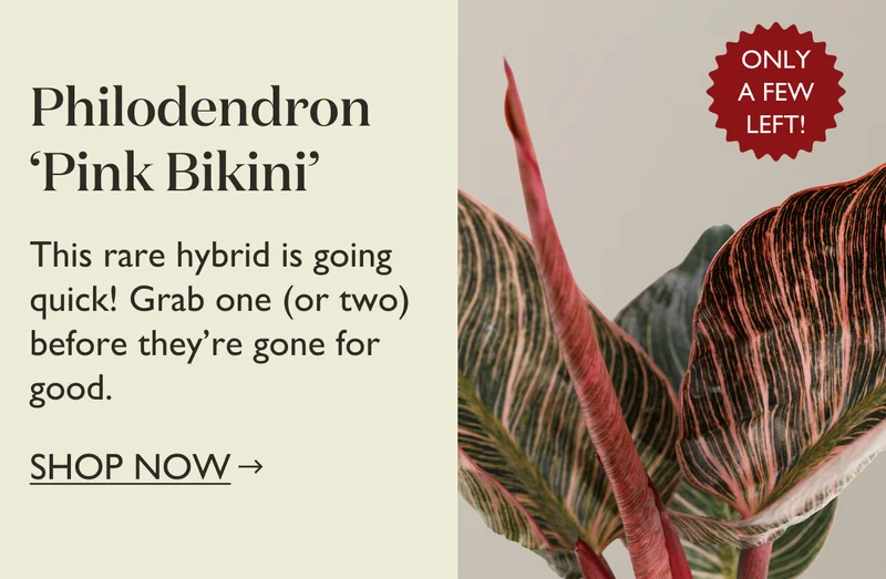 Shop The Philodendron Pink Bikini