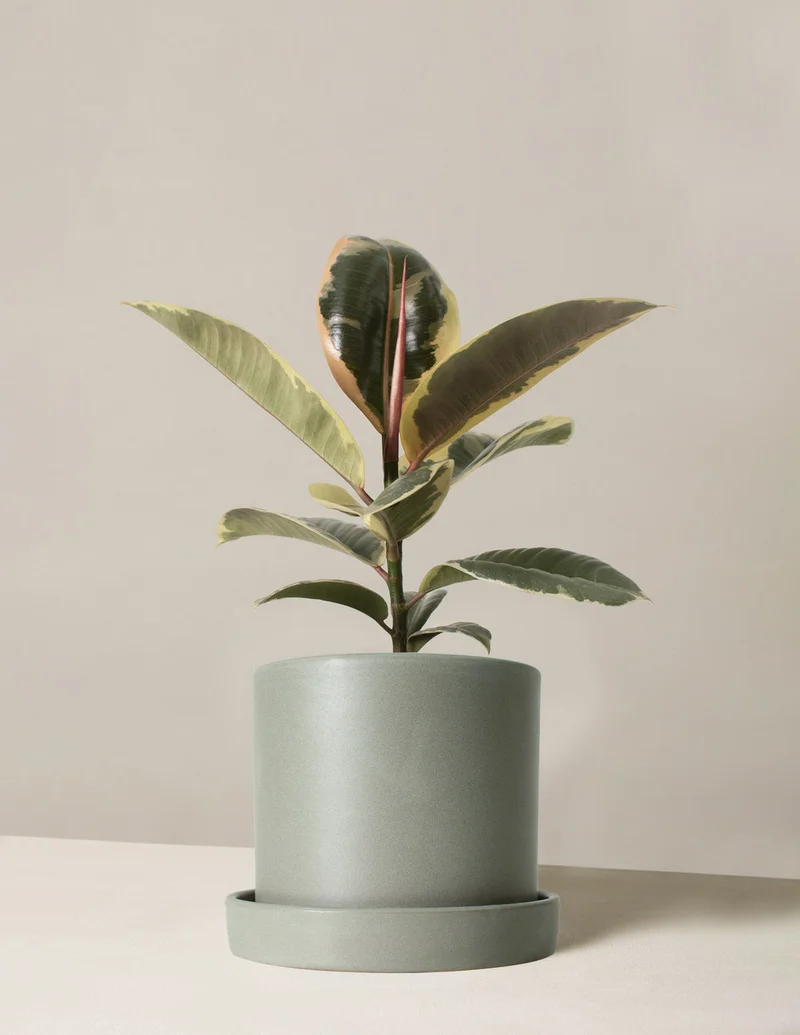 Image of Ficus Tineke