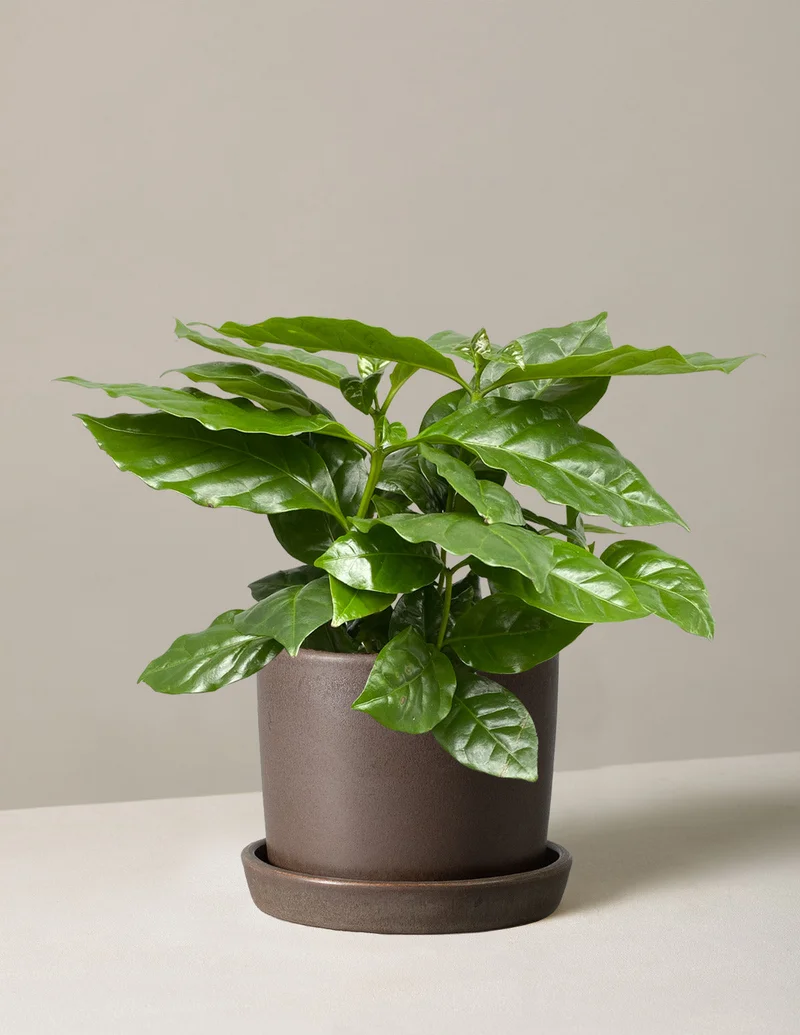 Image of Coffee Plant