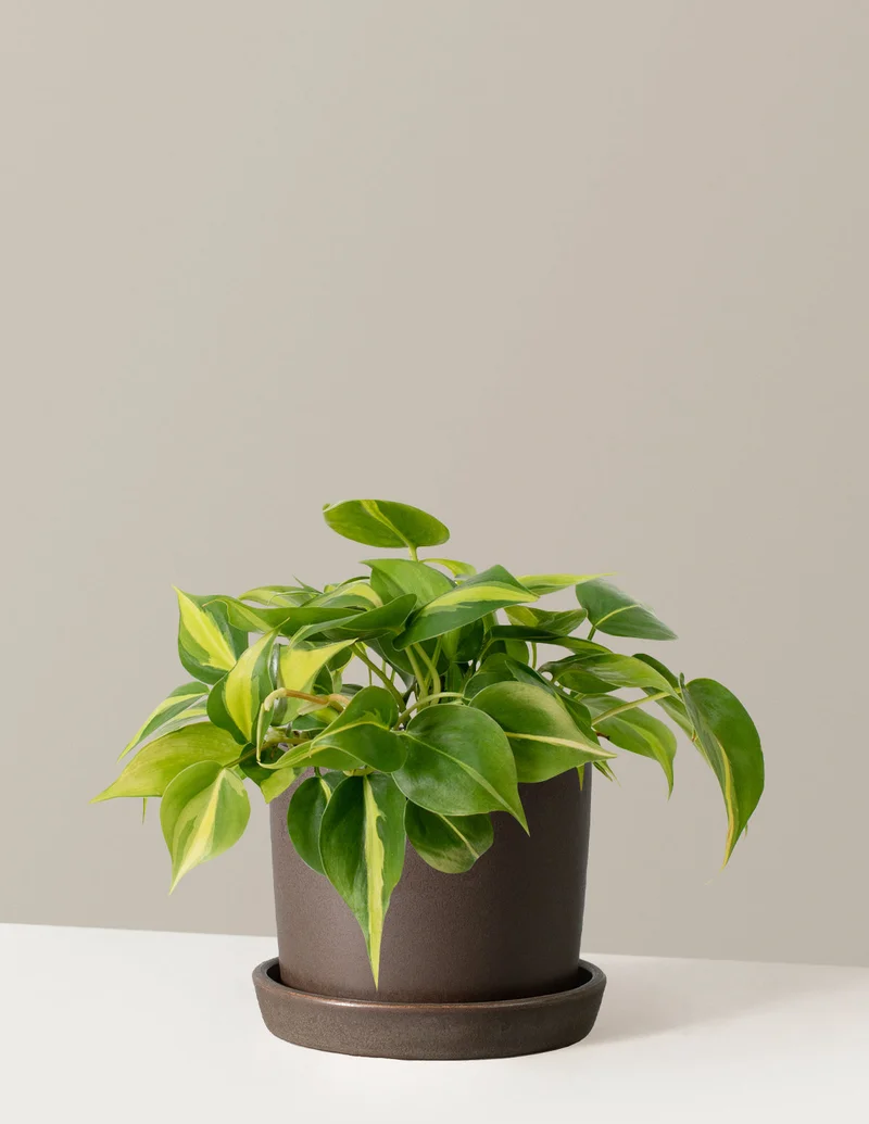 Image of Philodendron Brasil