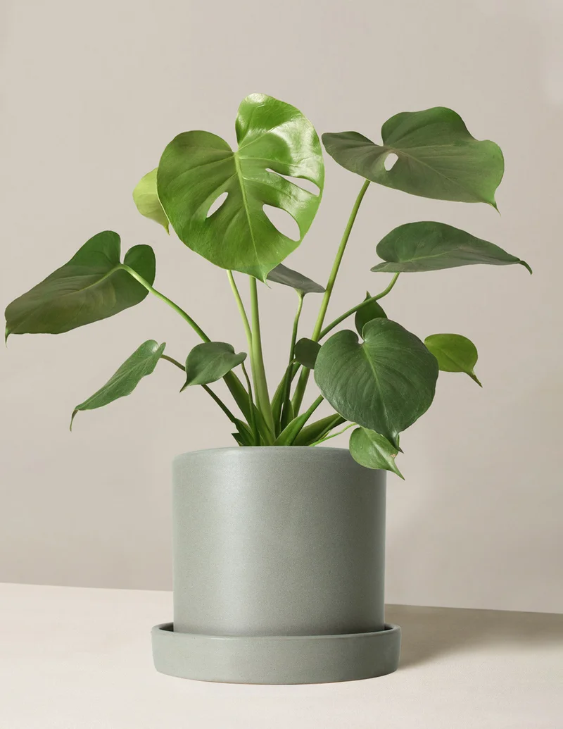 Image of Monstera Deliciosa