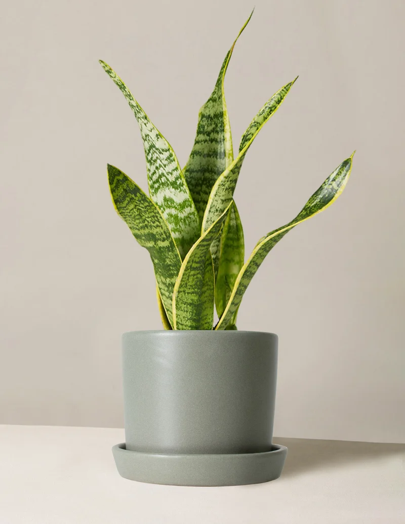 Image of Snake Plant Laurentii