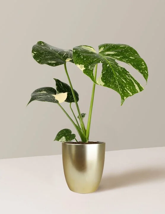 Image of Monstera ‘Thai Constellation'