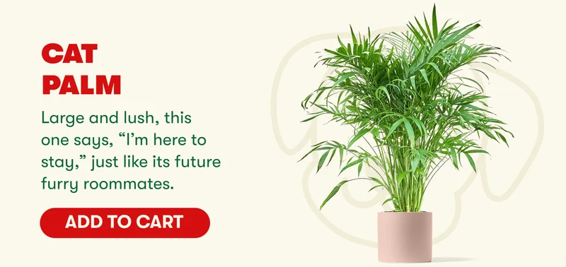 Cat Palm Large and lush, this one says, “I’m here to stay,” just like its future furry roommates. [ADD TO CART]