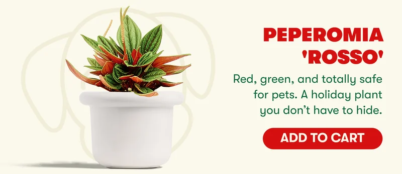 Peperomia 'Rosso' Red, green, and totally safe for pets. A holiday plant you don’t have to hide. [ADD TO CART]