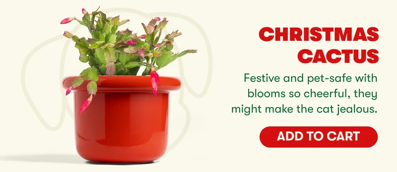Christmas Cactus Festive and pet-safe with blooms so cheerful, they might make the cat jealous.  [ADD TO CART]