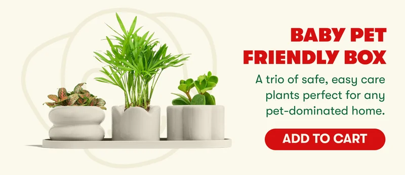 Baby Pet-Friendly Box A trio of safe, easy care plants perfect for any pet-dominated home.  [ADD TO CART]