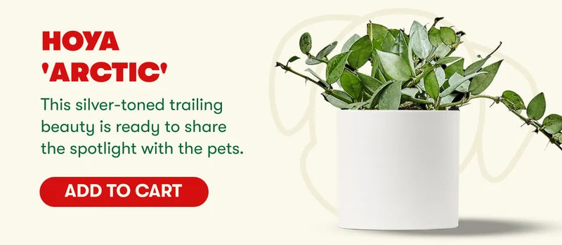 Hoya 'Arctic' This silver-toned trailing beauty is ready to share the spotlight with the pets.  [ADD TO CART]