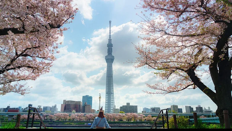 Image description: Woman looking at cherry blossoms in Sumida Park, Tokyo.