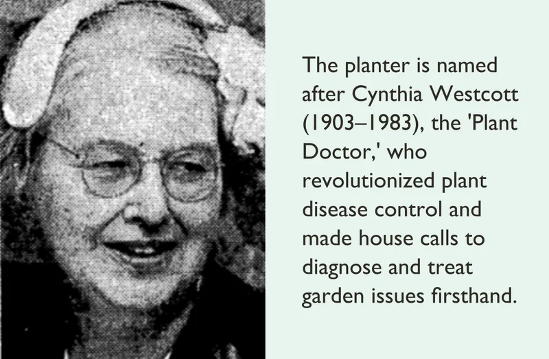 The Westcott is named after Cynthia Westcott.