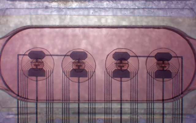 FinalSpark's Multi-Electrode Arrays (MEAs) incorporate four human brain organoids, each interfacing with eight electrodes.