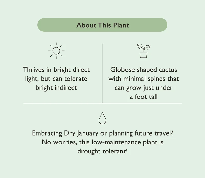 Embracing Dry January or planning future travel? No worries, this low-maintenance plant is drought tolerant!