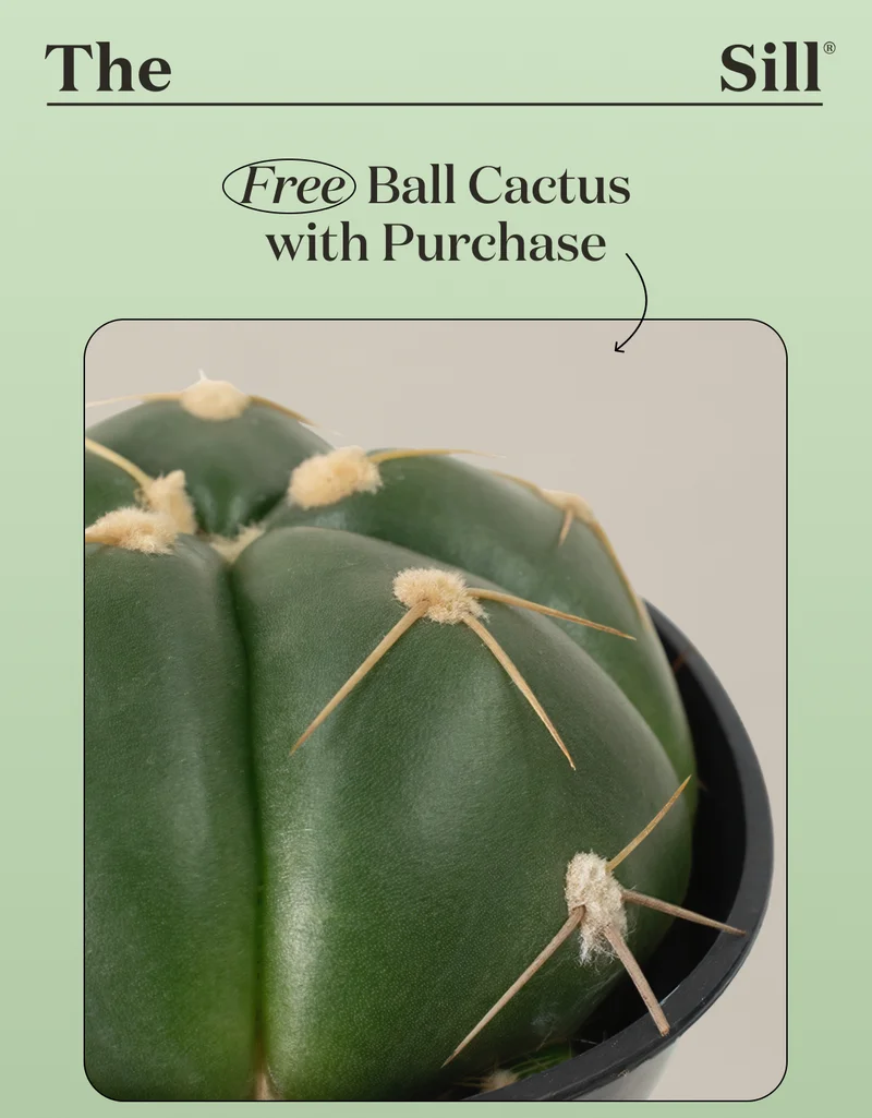 Free Ball Cactus with Purchase