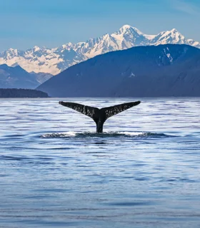 View of a whale tail in the ocean off the Alaskan coast. Snow covered mountains are visible in the background.