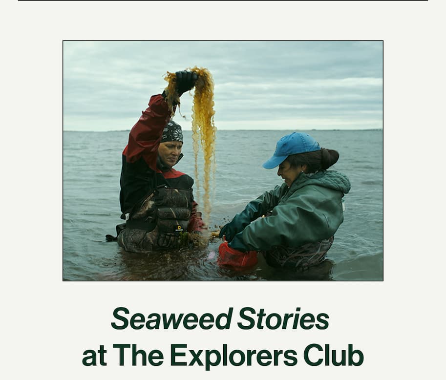 Seaweed Stories