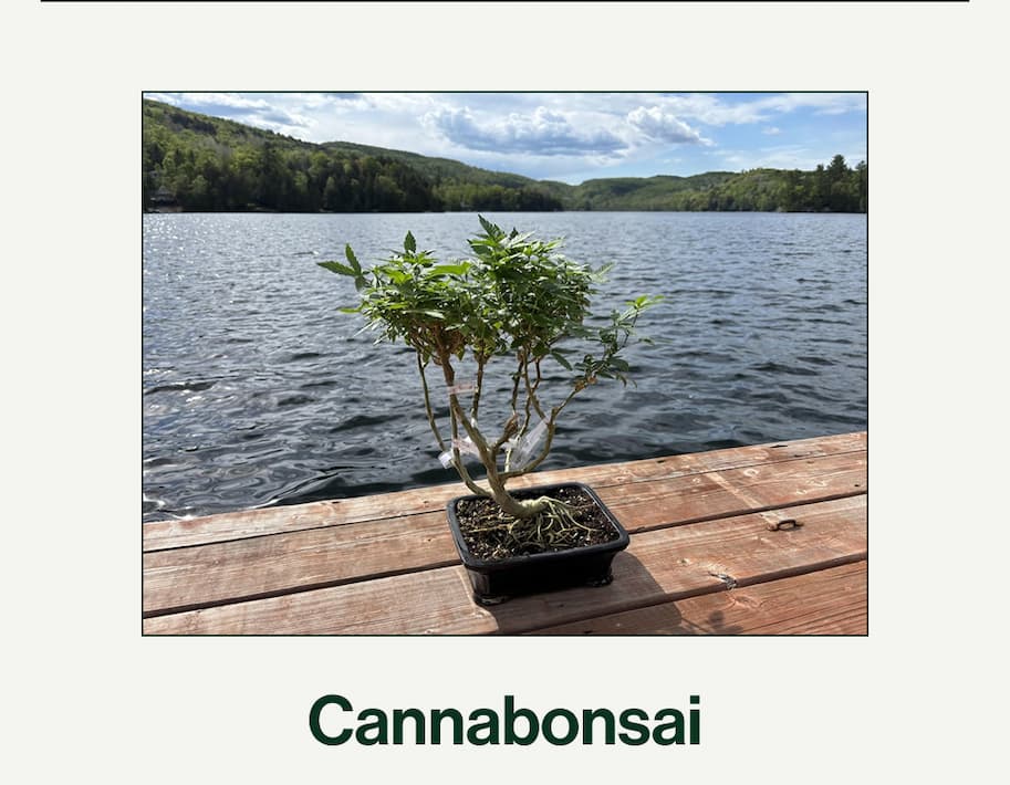 Cannabonsai