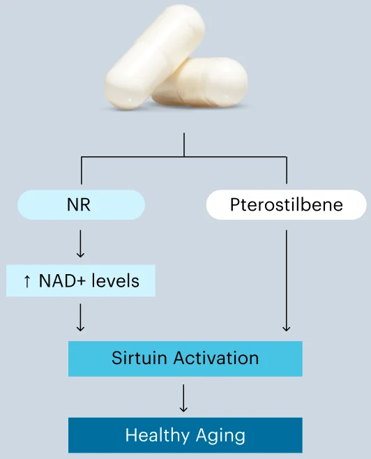 Sirtuin Activation | Healthy Aging