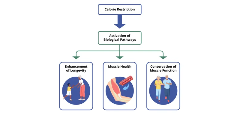 Calorie Restriction