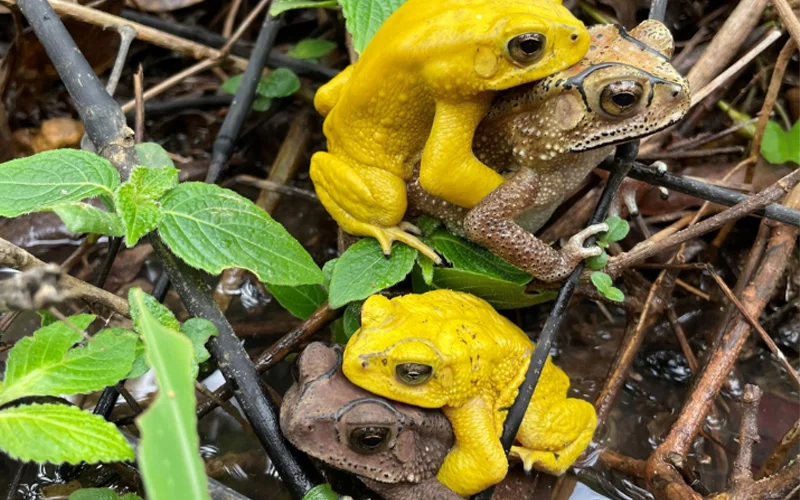 Two Asian common toad couples mating in Karnataka, India. The yellow toads pictured are male and the brown toads are female.