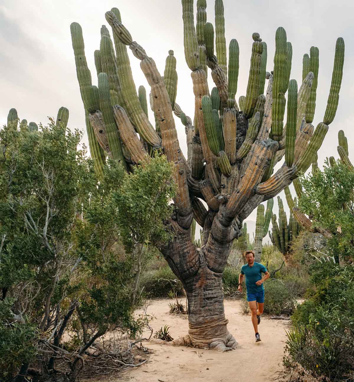 Patagonia. A person running on a desert trail beneath a giant cardon cactus.