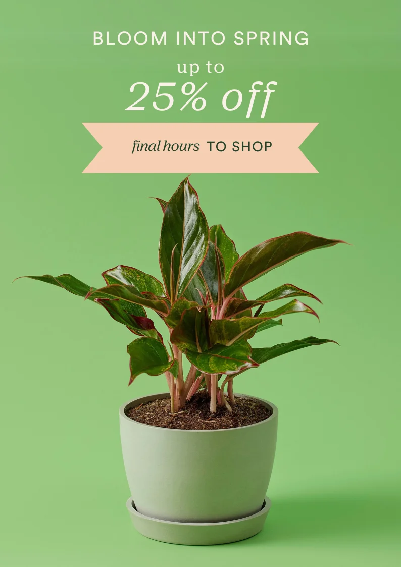 last chance to save on spring favorites