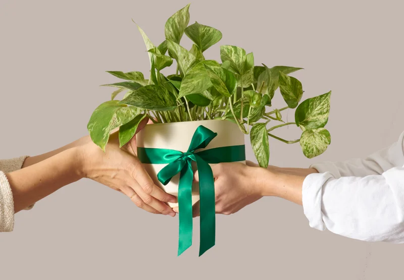 Gift green this holiday season!