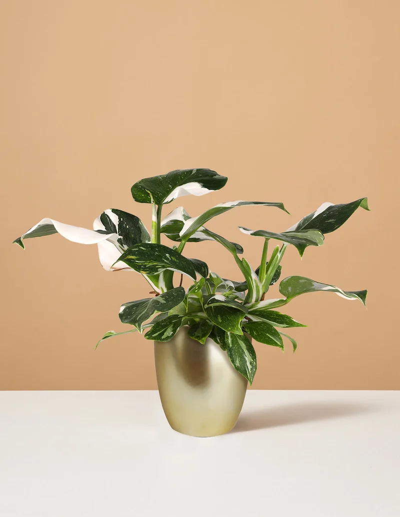 Image of Philodendron White Wizard