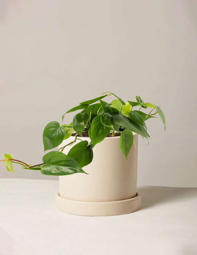Image of Philodendron Green