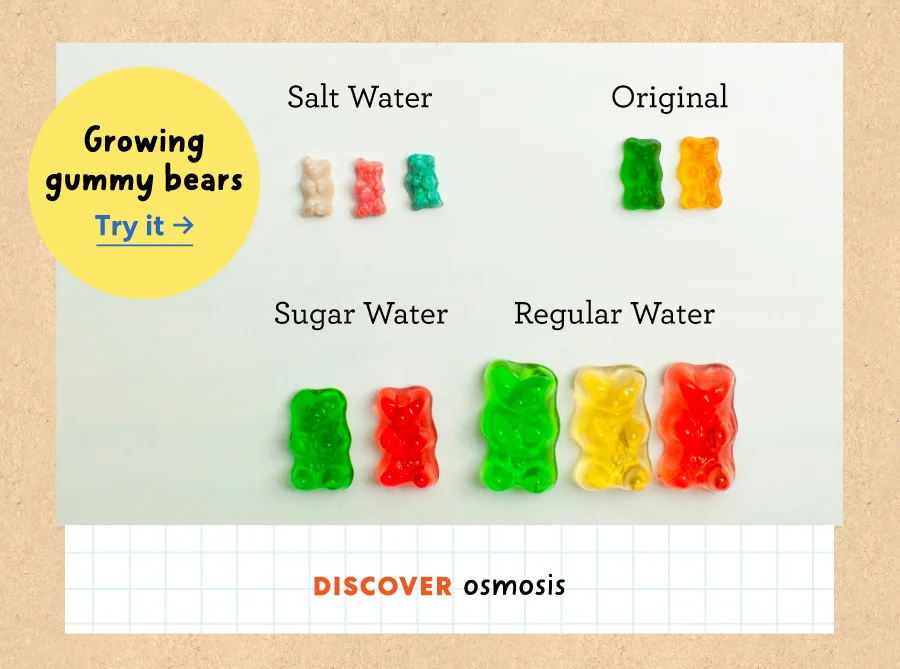 Growing gummy bears