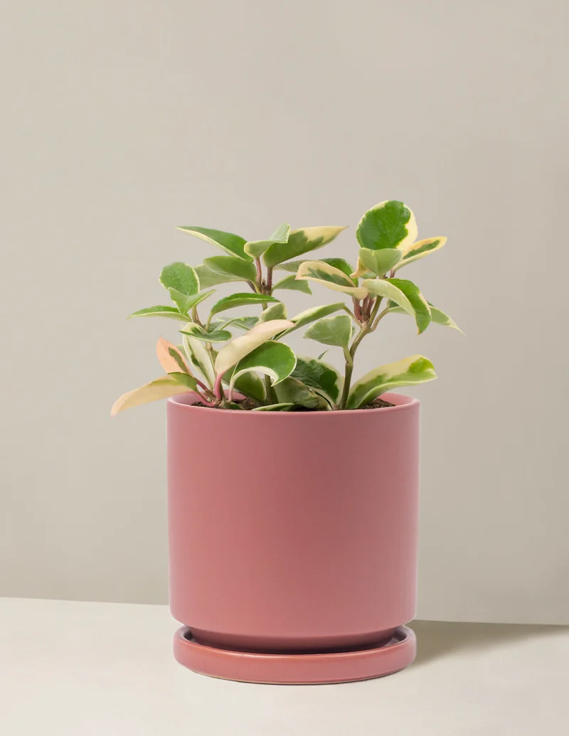 Image of Hoya Carnosa ‘Tricolor’