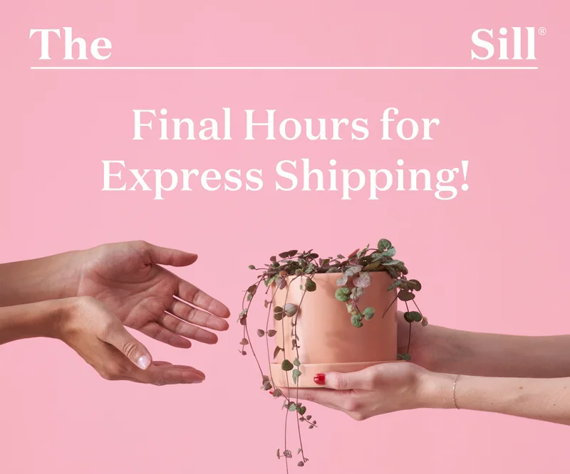 Final Hours for Express Shipping!