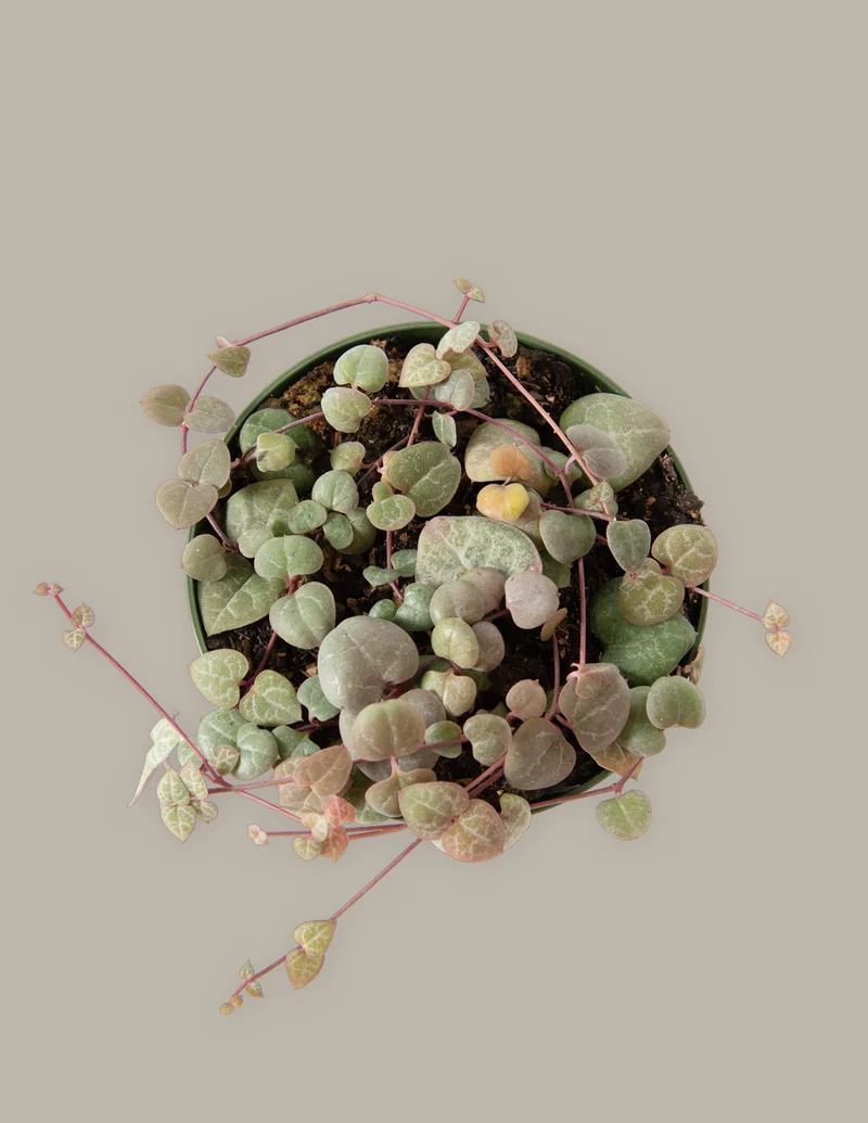 Image of String of Hearts