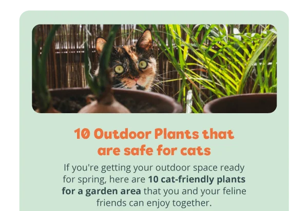 10 Outdoor Plants that are safe for cats. If you're getting your outdoor space ready for spring, here are 10 cat-friendly plants for a garden area that you and your feline friends can enjoy together.