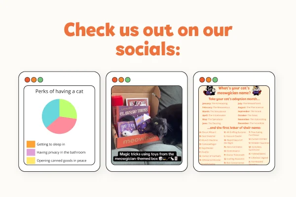 Check us out on our socials! Images of the 3 latest meowbox posts