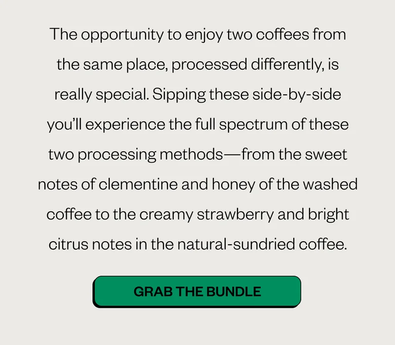The opportunity to enjoy two coffees from the same place, processed differently, is really special. Sipping these side-by-side you’ll experience the full spectrum of these two processing methods—from the sweet notes of tangerine and honey of the washed coffee to the creamy strawberry and bright citrus notes in the natural-sundried coffee. Grab a bundle