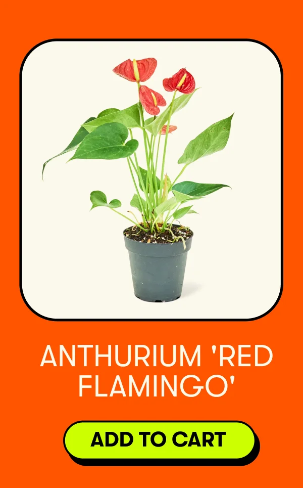 Anthurium 'Red Flamingo' [ADD TO CART]