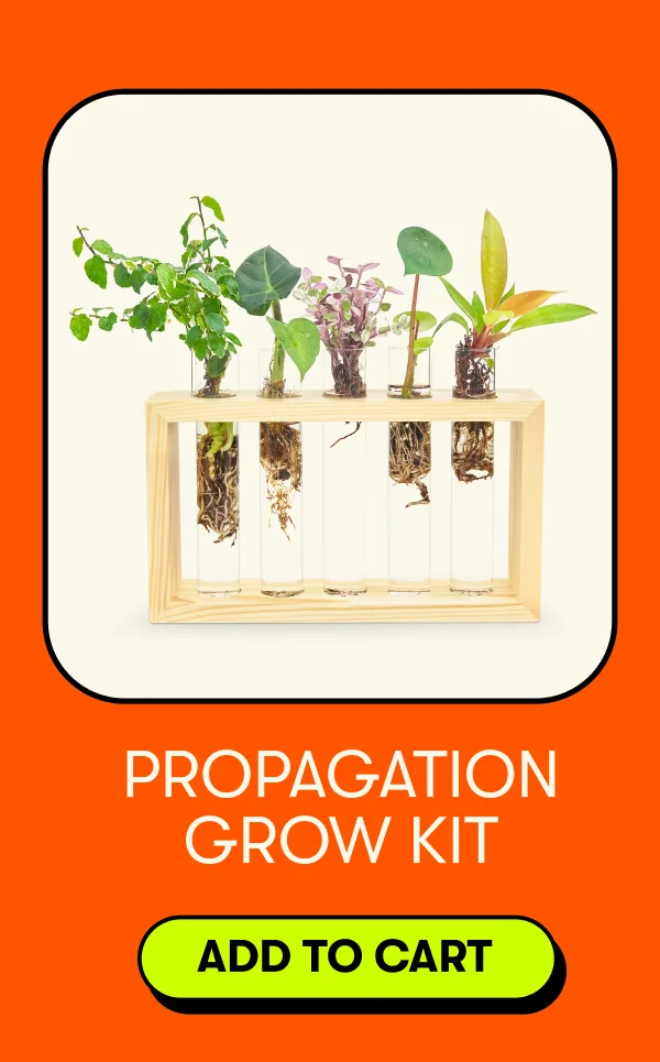 Propagation Grow Kit [ADD TO CART]