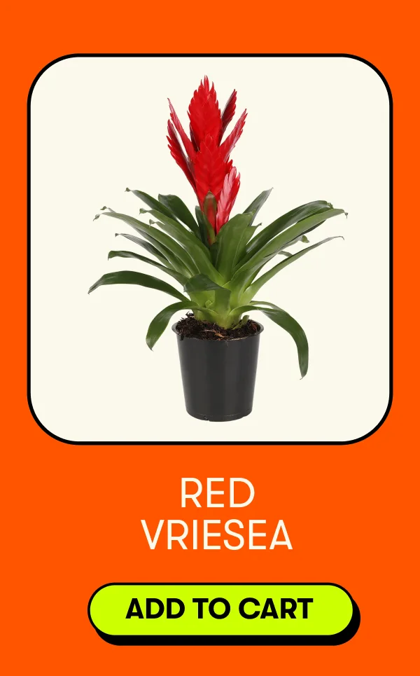 Red Vriesea [ADD TO CART]