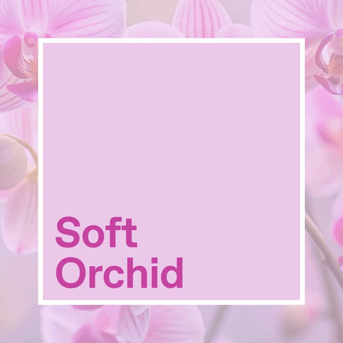 Soft Orchid & Dark Blossom