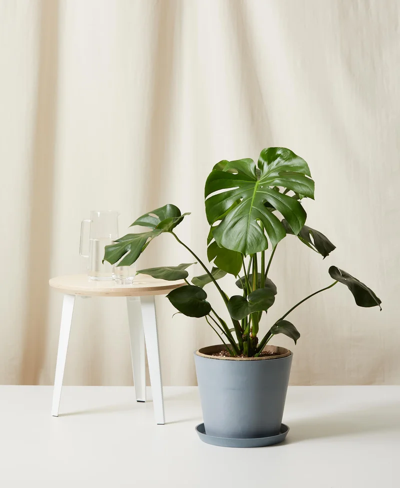 Image of Monstera Deliciosa