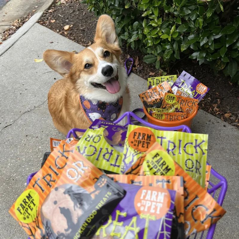 Halloween Treat Halloween Treat